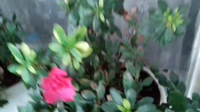 Менее стойкие индийские азалии по отношению к японским смотреть онлайн