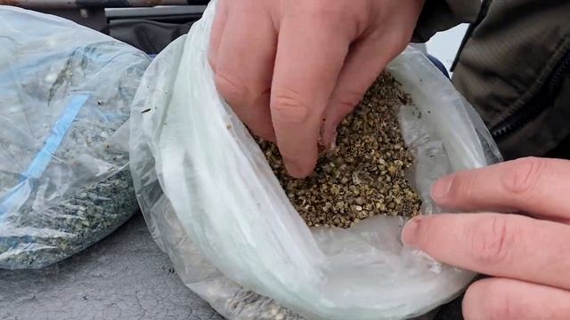 Ловим плотву. Место, тактика, снасти, прикормка!