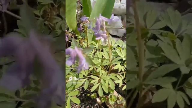 20.04 календарь цвптения ранние первоцветы сохраняются в тени #garden #flower #plant #дача #nature смотреть онлайн