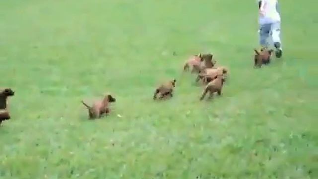 Стая собак напала на ребёнка. смотреть онлайн