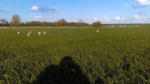 Английский Пойнтер - щенки продаются,купить. English Pointer - puii sunt de vânzare, puteți cumpăra