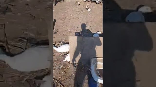 Пьяные гуси смотреть онлайн