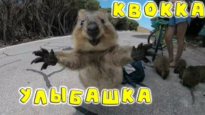 Забавная улыбашка - КВОККА / full video #recommended #funnyvideo #funny_animals #interesting