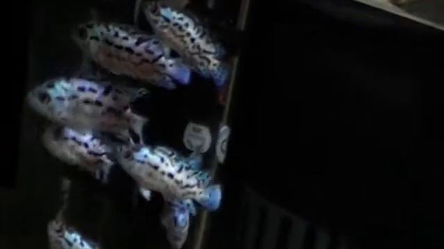 Blue Jack Dempsey - Cichlasoma octofasciatum.MOD смотреть онлайн