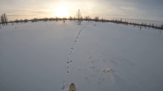 Неудачная охота на зайца ЯНАО смотреть онлайн