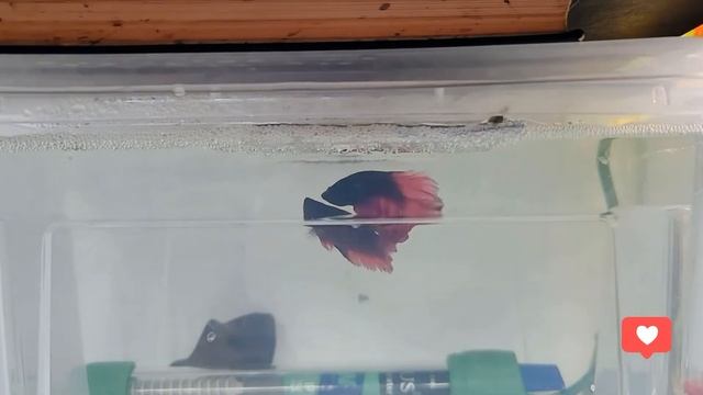 Результат нереста #петушков /The result of the spawning of #bettas смотреть онлайн