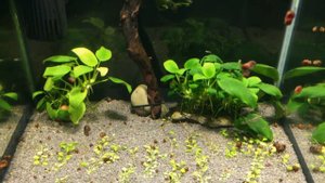 Кубик 100 литров, Лилеопсис бразильский