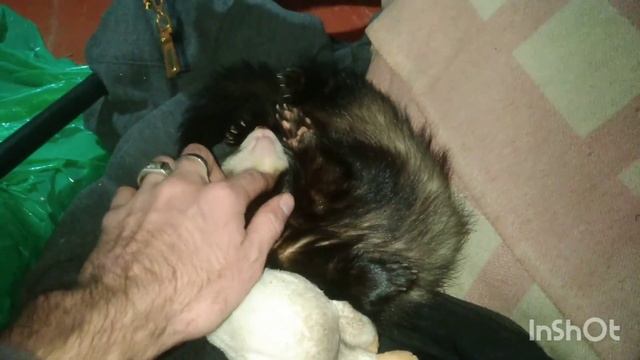 Как спят ХОРЬКИ • СПЯЩИЙ ХОРЁК смотреть онлайн