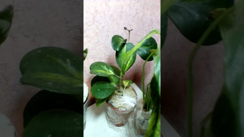 Посылочка с новинками