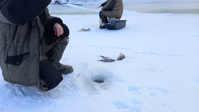 Первый Лед 2023-2024.!!!! Поймали немного окуня.! смотреть онлайн