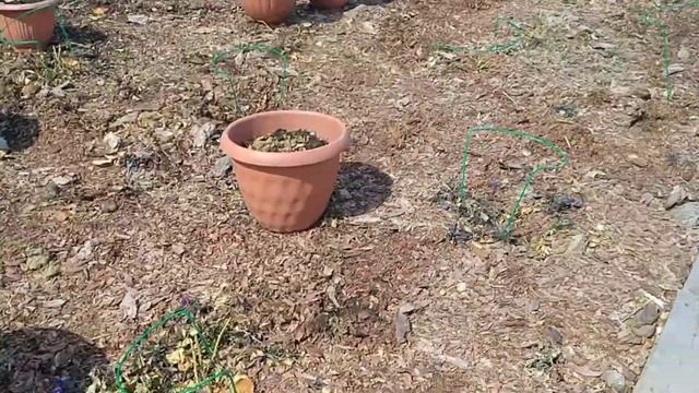 04.05.21. Многолетние луки. Розы перезимовали хорошо. Все чистим, уборочка... смотреть онлайн