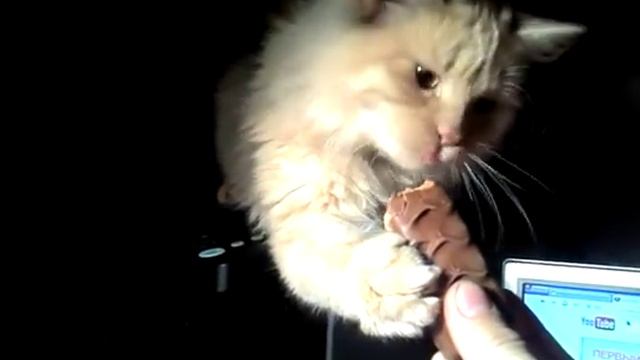 Кот очень любит шоколад смотреть онлайн