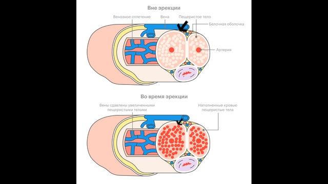 ПОМПА ДЛЯ УВЕЛИЧЕНИЯ НЕ РАБОТАЕТ смотреть онлайн
