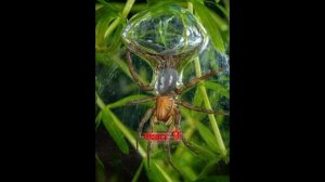 Интереснейшие факты о пауках!?