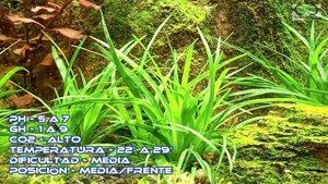 Eriocaulon vietnam cuidados.