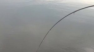 Сомовья рыбалка