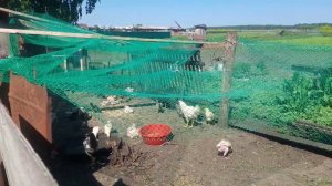 Содержание птицы и строительство курятника