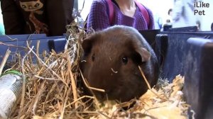 Морская свинка Как определить пол на ilikepet