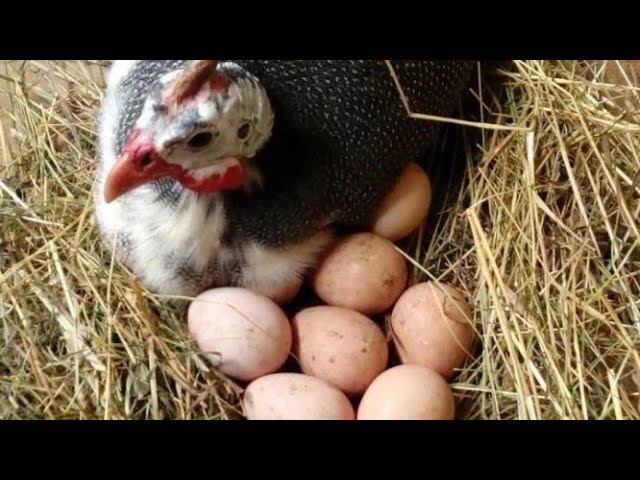 Яйцо цесарок какое оно