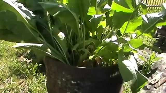 как выращивать хрен