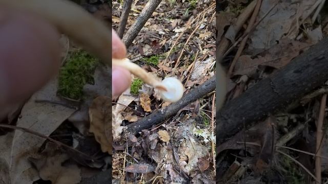 Ложные и съедобные опята?
