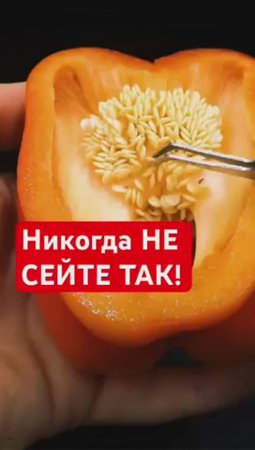 🙅🏻Никогда НЕ ВЫСЕИВАЙТЕ СЕМЕНА так!