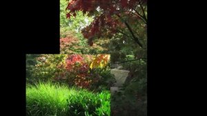 А вже осінь прийшла у мій сад