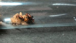 Обзор муравьёв Camponotus nicobarensis.
