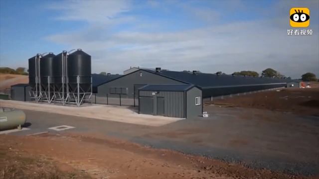 Снижать себестоимость корма в выращивании бройлеров путём применения кормовых желчных кислот смотреть онлайн