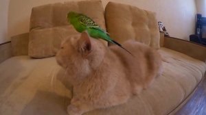 Смешной кот Марсик и весёлый попугай Кеша. Cat and parrot.