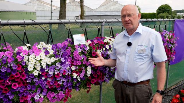 Petunia Flash Forward | Syngenta Flowers смотреть онлайн