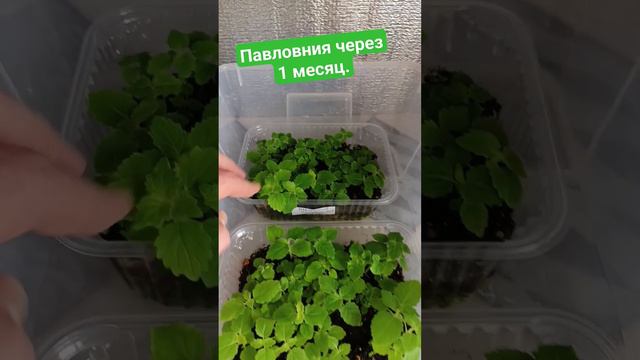 Павловния из семян, через 1 месяц. #павловния #павловния из семян смотреть онлайн