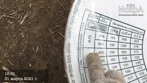 Сладкая Кукуруза Ракель. Начало сезона 2021.