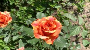 Розы Isabelle Renaissance и La Villa Cotta