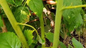 Новозеландский сорт летней малины Тадмор. Тадмор – отличный сорт для выращивания дома или на даче.