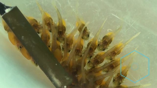 Инкубация икры АНЦИСТРУСА Развитие икры до малька за 9 дней смотреть онлайн