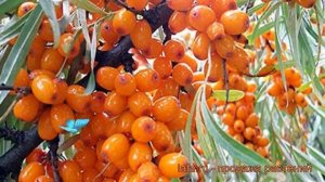 Облепиха женский Превосходная (prevoskhodnaya) ? обзор: как сажать, саженцы облепихи Превосходная