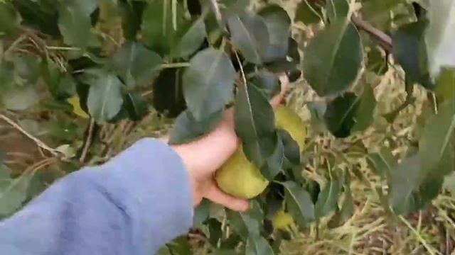 груша Видная или Бугристая смотреть онлайн