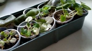 Как лучше пополнить коллекцию фиалок?