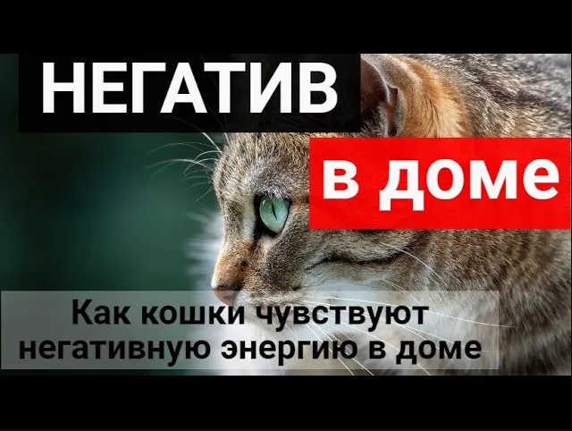 Как кошка показывает о присутствии негатива в доме_Диагностика негатива кошкой