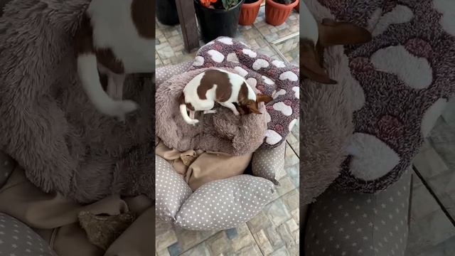Принцесса на горошине.