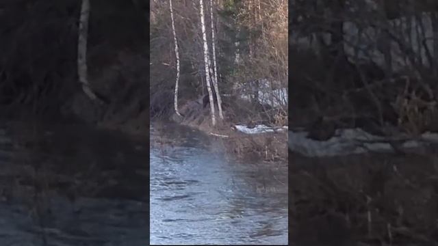 Медведь на реке Молмыс Пермский край.
