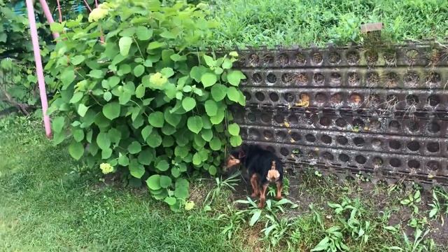 Послушание кобеля при течной суке смотреть онлайн