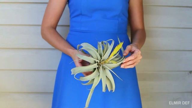 Атмосферная Тилландсия Xerographica смотреть онлайн