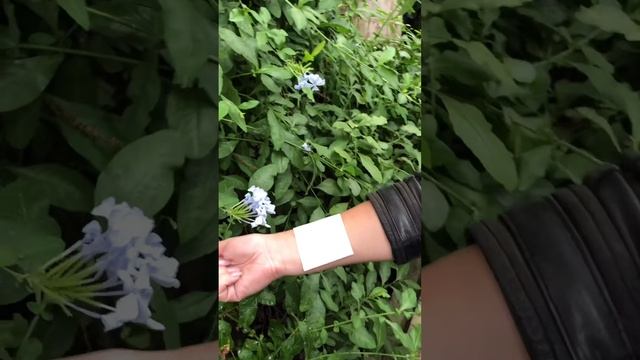 Как сделать переводную татуировку смотреть онлайн