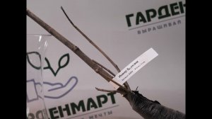 Инжир Брунсвик