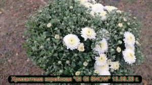 №51 Хризантема мультифлора GI GI SNOW 13 09 23