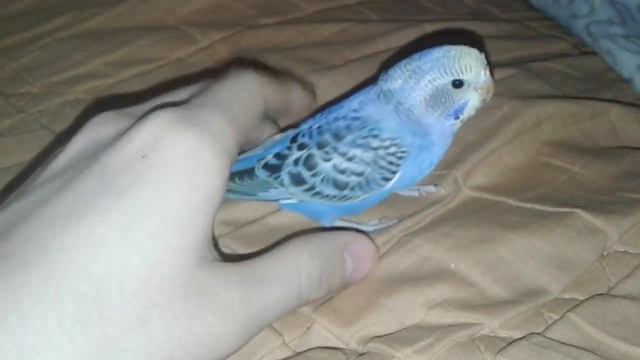 приручение птенца 2 смотреть онлайн