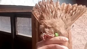 Голуби Воронежа и области. Обзор молодежи