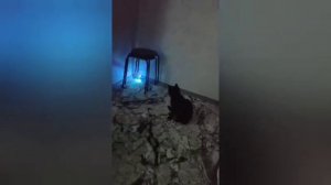 Кошка играет с шаром